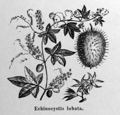 Wild Cucumber - Echinocystis lobata (Lacystis odorata) - Бешеный огурец, Эхиноцистис лопастый